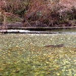 See the Steelhead nestled in between the two Coho? weird huh?