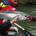 Fresh fall Coho Salmon